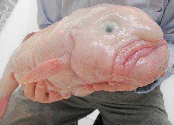 Pesce Blob