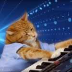 Keyboard Cat