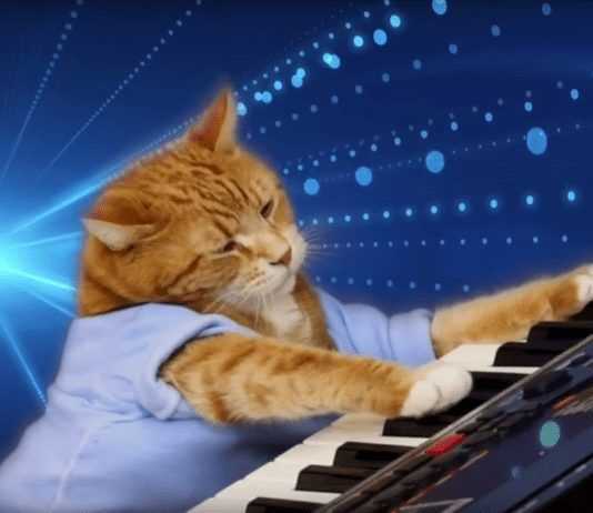 Keyboard Cat