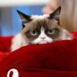 Grumpy Cat