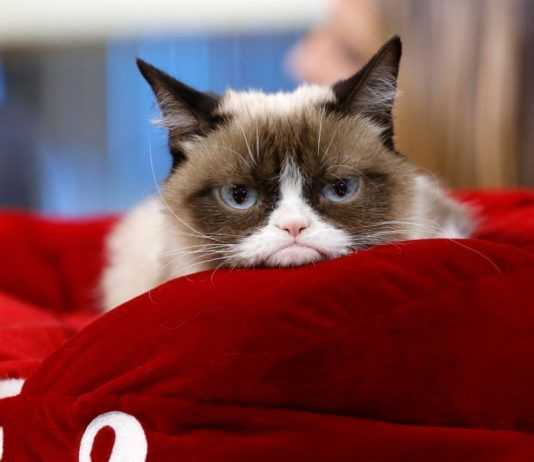 Grumpy Cat