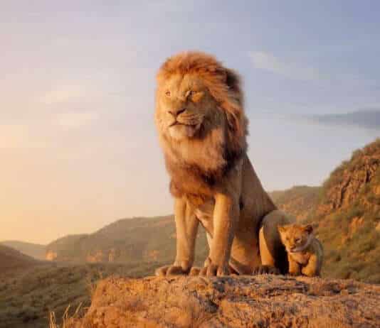 il re leon the lion king mufasa disney film cgi sequel prequel