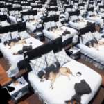 Unreal Engine 5 Gary Freeman photorealistic dog demo