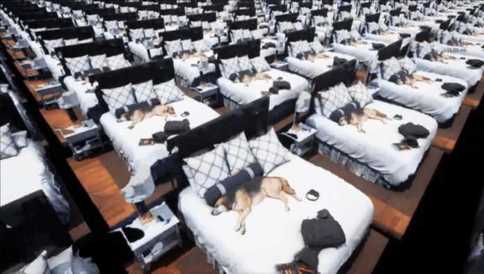 Unreal Engine 5 Gary Freeman photorealistic dog demo